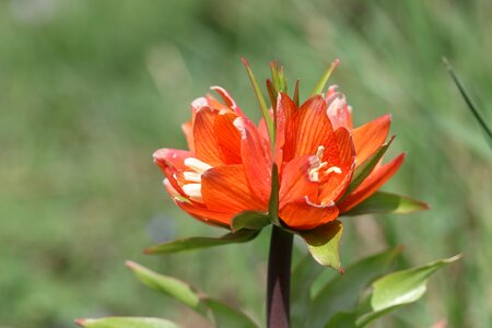 Flower garden plant