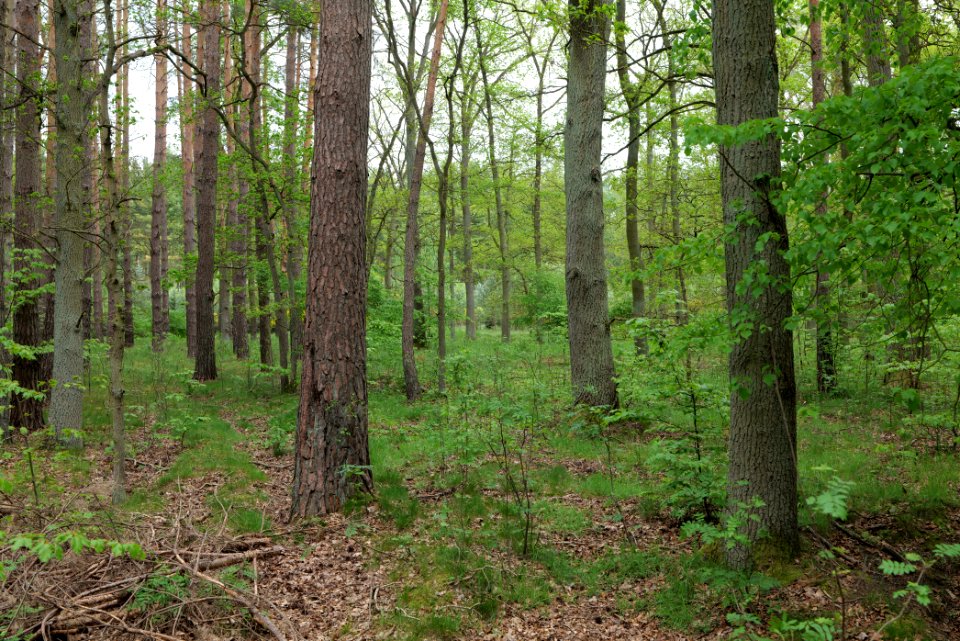 Behrensbrück forest 2020-05-10 26
