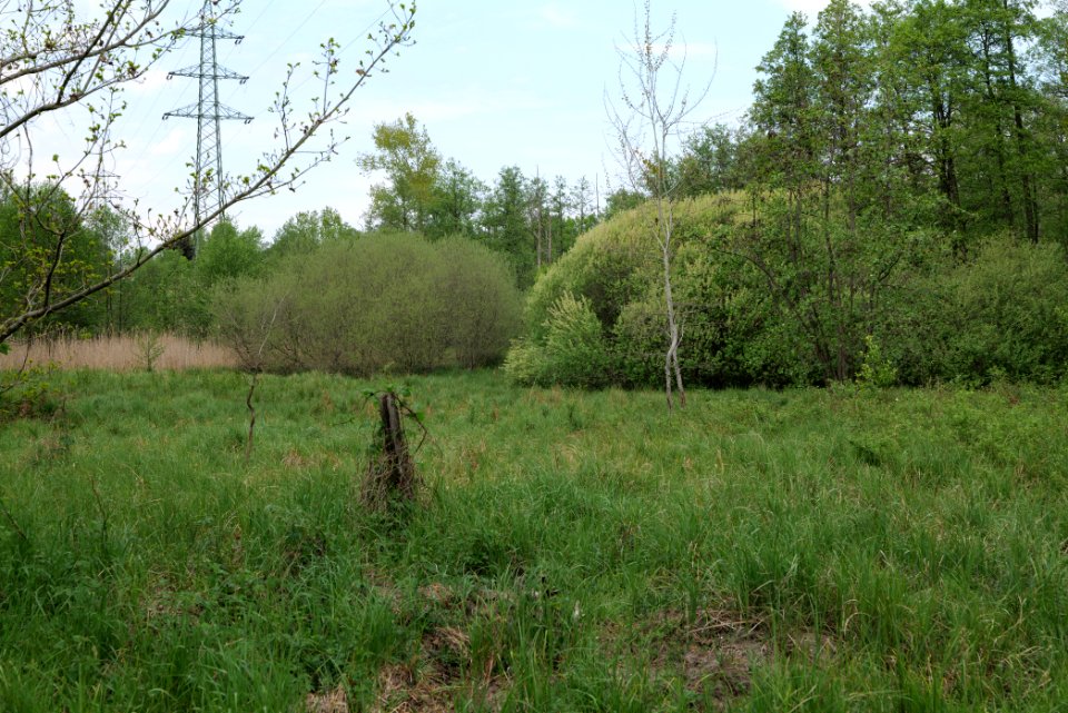 Behrensbrück forest 2020-05-10 22