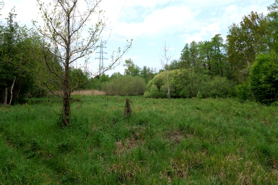 Behrensbrück forest 2020-05-10 21