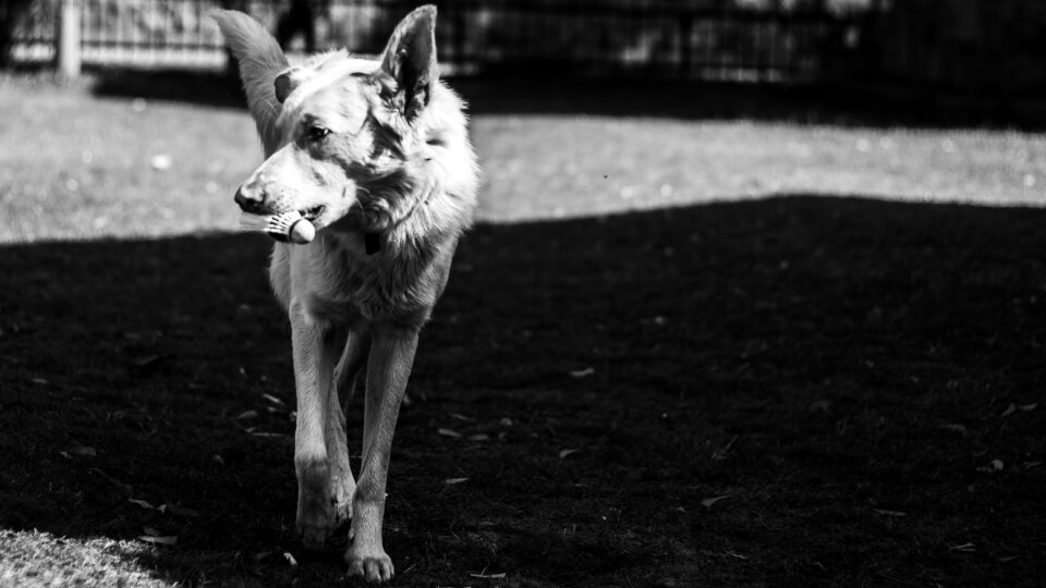Walking dog pet animal