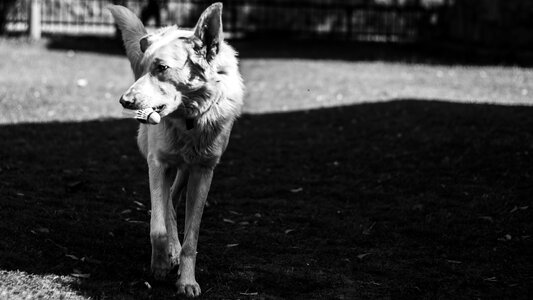 Walking dog pet animal photo