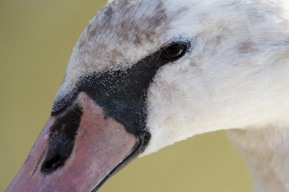 Animals swans nature