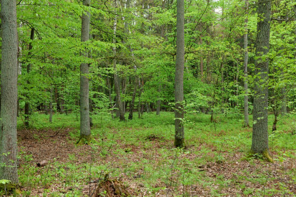 Behrensbrück forest 2020-05-10 11