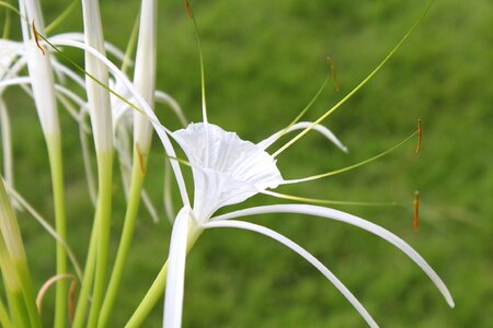 Bali white flower sting crab lily