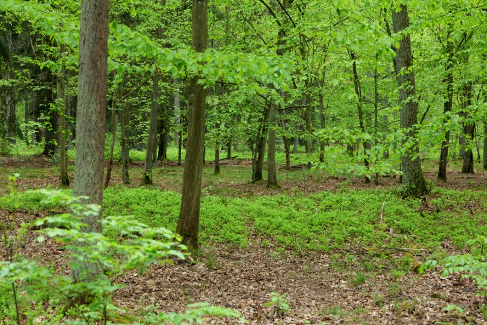 Behrensbrück forest 2020-05-10 12