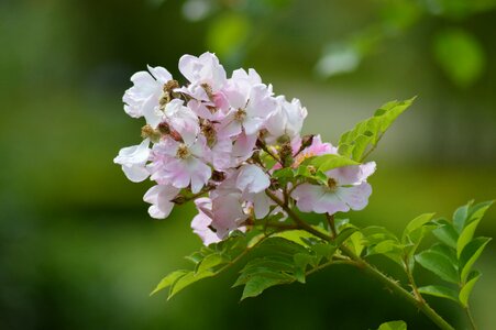 Petals garden pale pink