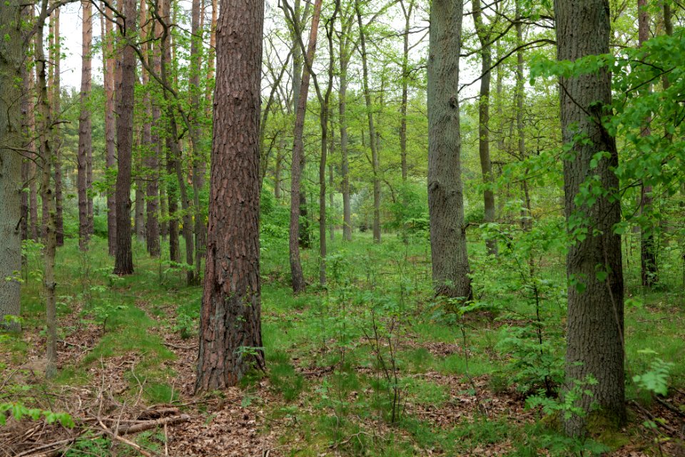 Behrensbrück forest 2020-05-10 25
