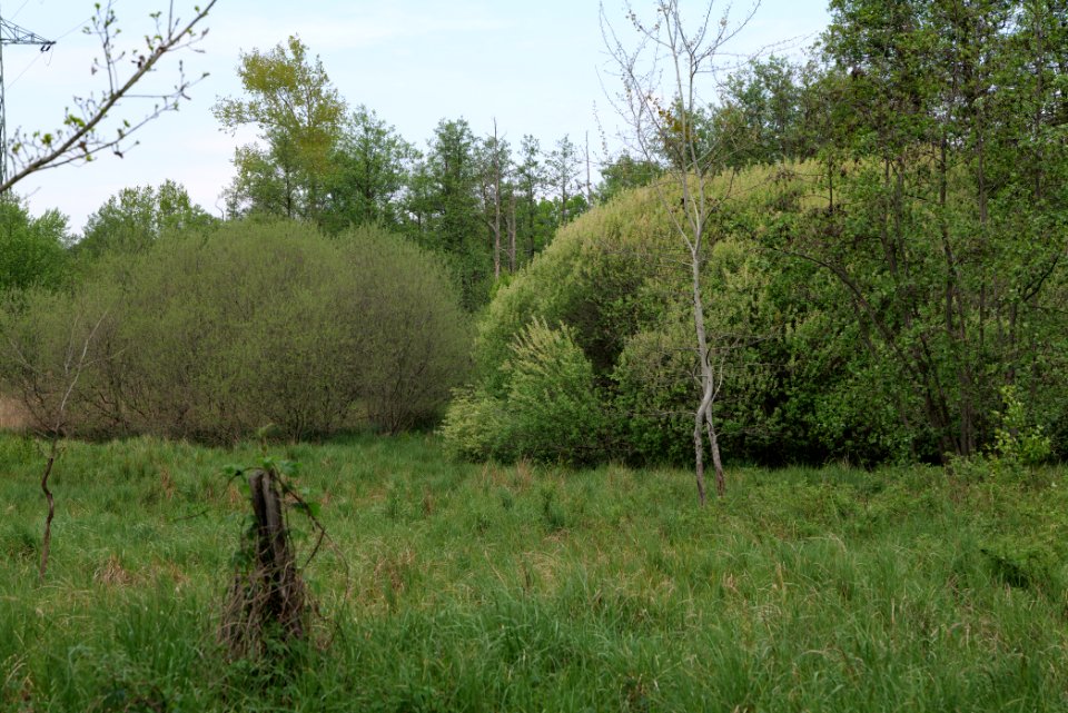 Behrensbrück forest 2020-05-10 20