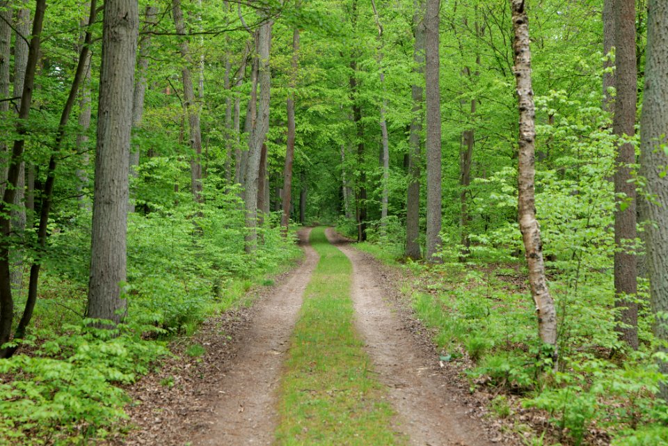 Behrensbrück forest 2020-05-10 02
