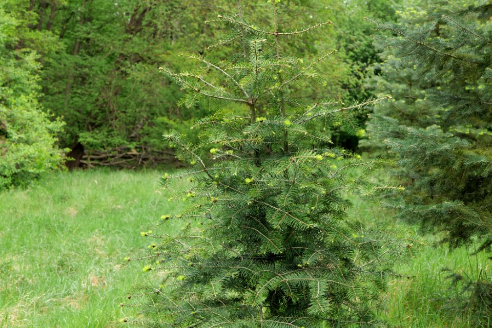 Behrensbrück forest 2020-05-10 24