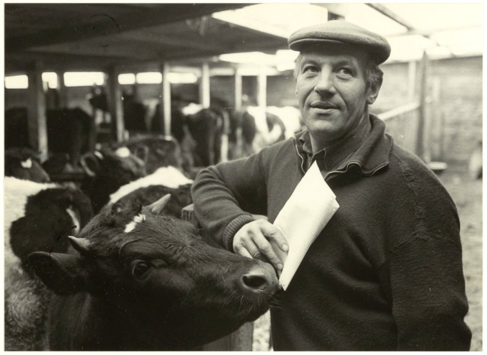 Boer J.E. van der Nes bij zijn koeien. NL-HlmNHA 54015188 1