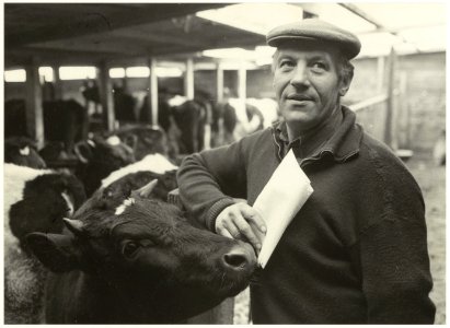 Boer J.E. van der Nes bij zijn koeien. NL-HlmNHA 54015188 1