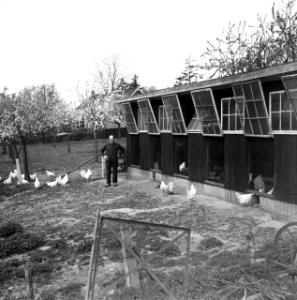 Boer bij het kippenhok, Bestanddeelnr 254-3497