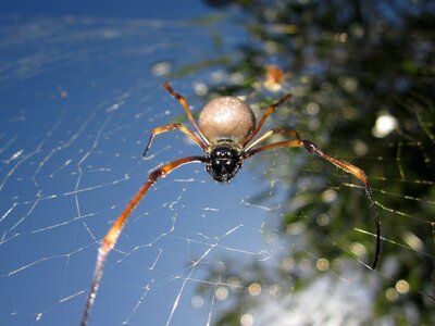 Animal spider new caledonia