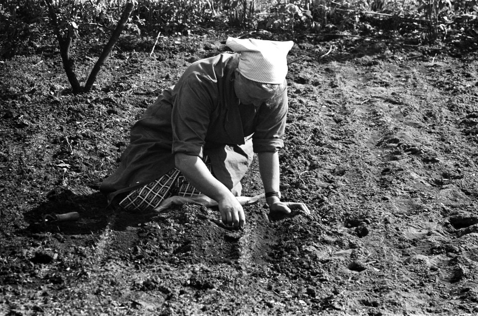 Boerin werkt op het land, Bestanddeelnr 920-4693