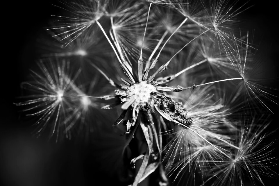 Close up composites pointed flower