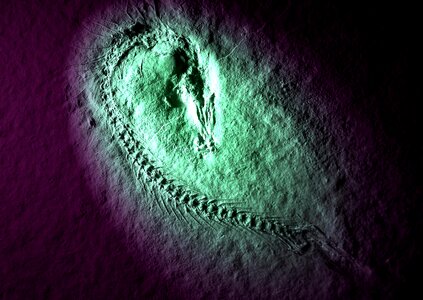 Feathered petrification dead