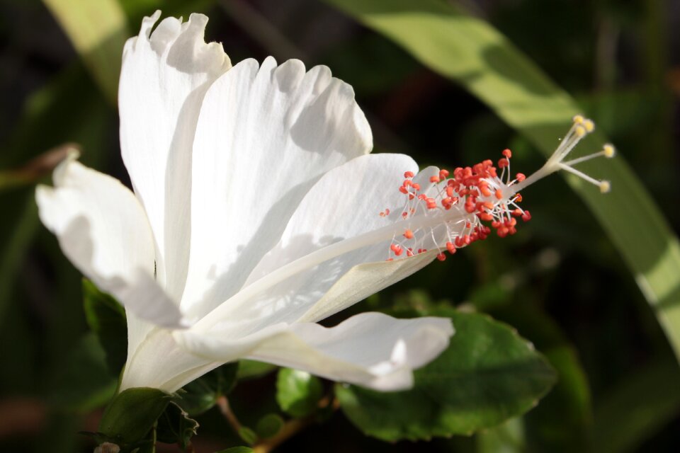 Hibiscus white flower