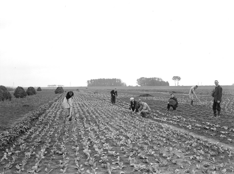 Boerenkool als nateelt en aardappelen, Bestanddeelnr 192-1357