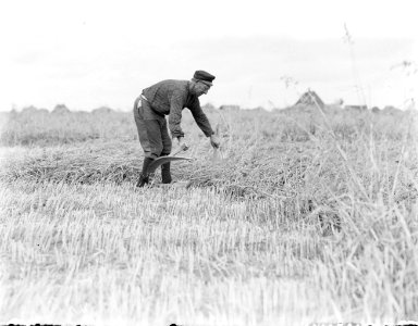 Boer met zeis riet maaiend in de Anna Paulownapolder, Bestanddeelnr 252-0828