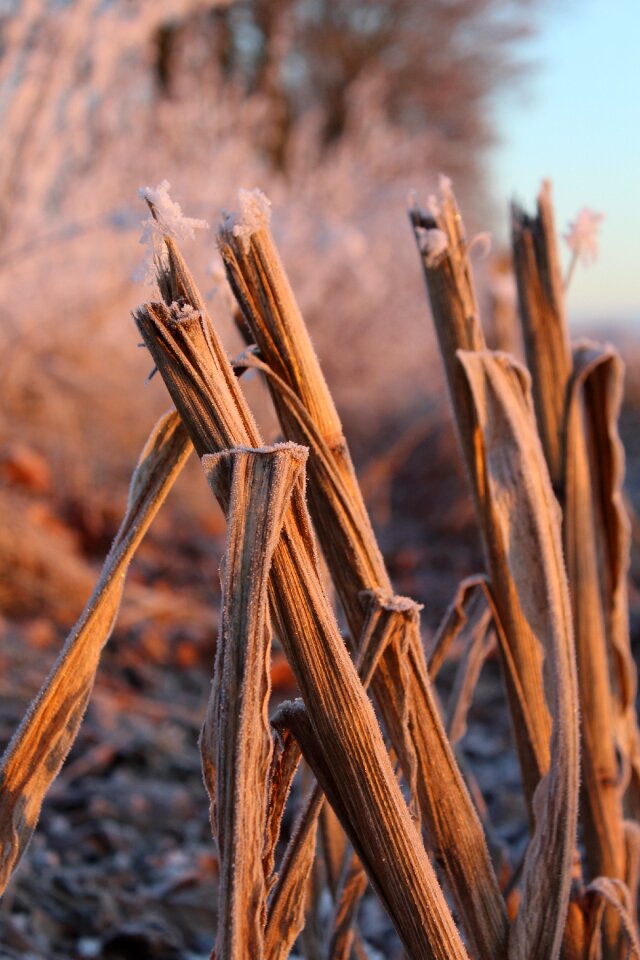 Morning winter cold
