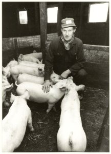 Boer Engele en zijn varkens. NL-HlmNHA 54031988