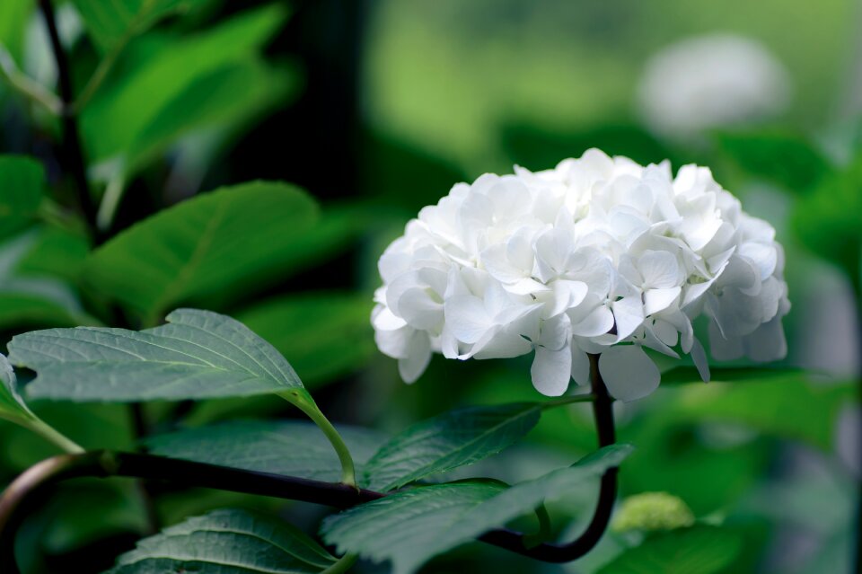Green leaf nature