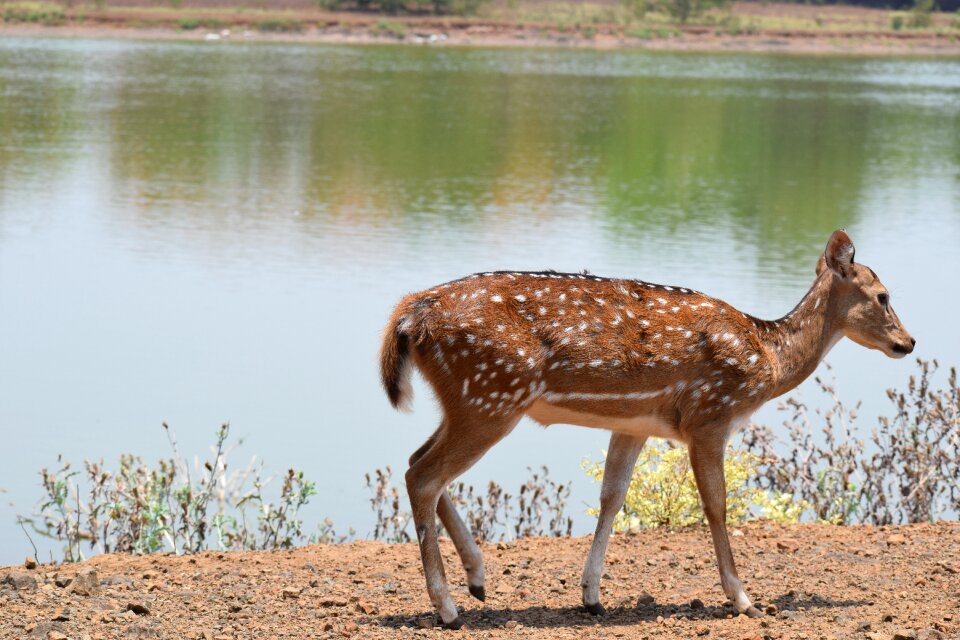Nature wildlife animal