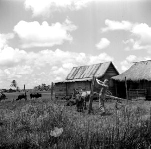 Boer de Haas maakt een omheining bij een koeienstal, Bestanddeelnr 252-5553