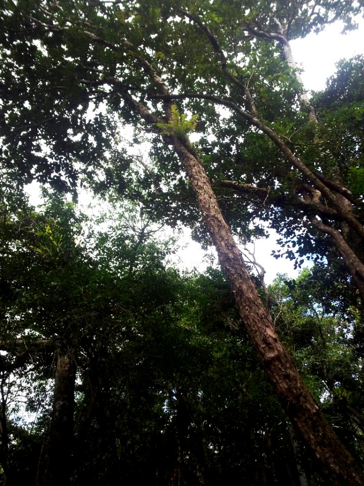 Bois Bigaignon - Psiloxylon mauritianum - Ferney Mauritius