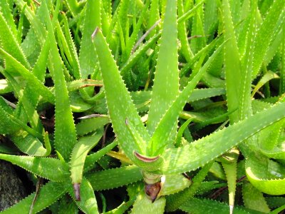 Medicinal plant plants nature