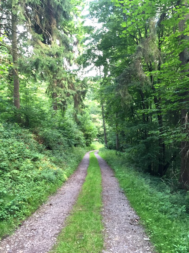 Bois entre le chemin d'Hameau et la rue de Gomerée à Ham-sur-Heure 02