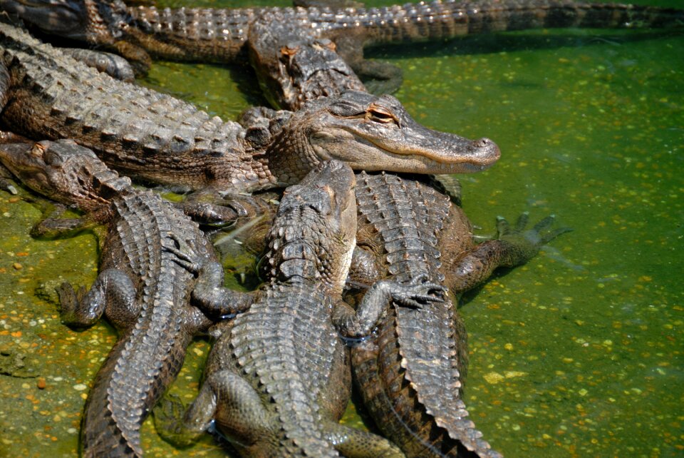 Wildlife animal florida