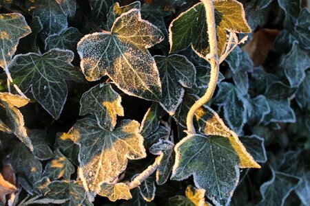 Nature frost ivy leaf photo