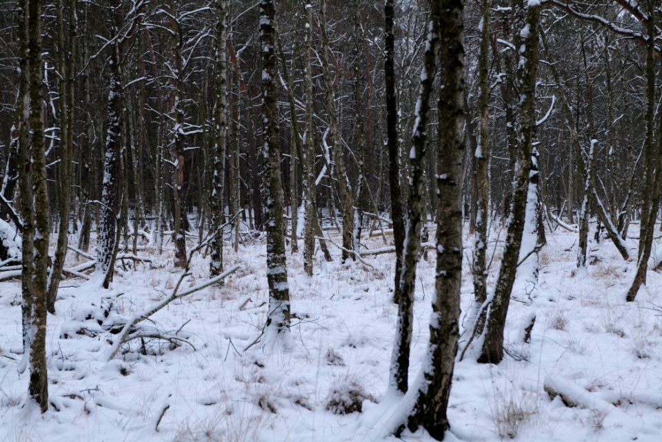 Bog next to Teufelsbruch with snow 2021-02-09 06