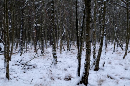 Bog next to Teufelsbruch with snow 2021-02-09 06