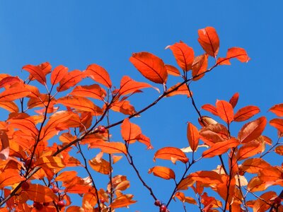 Sky plant summer
