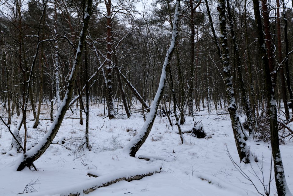 Bog next to Teufelsbruch with snow 2021-02-09 07