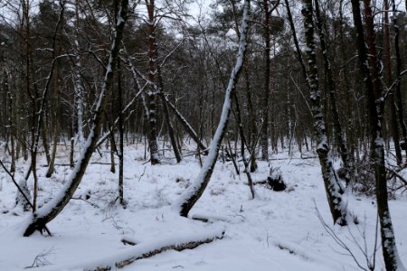 Bog next to Teufelsbruch with snow 2021-02-09 07