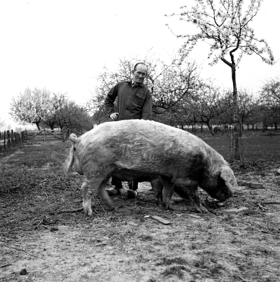 Boer bij een varken, Bestanddeelnr 254-3498