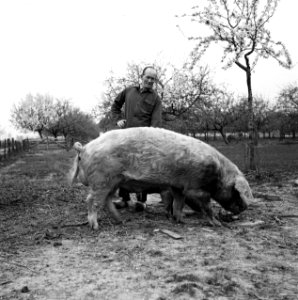 Boer bij een varken, Bestanddeelnr 254-3498