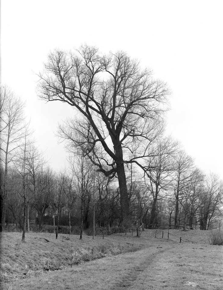 Bomen , canadese populier, Bestanddeelnr 192-0255