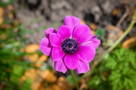 Bloom petals violet