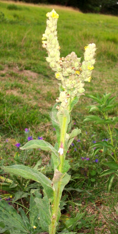 Bouillon blanc (2)a (cropped)