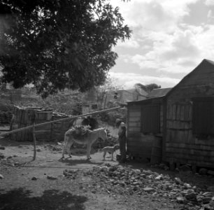 Boerderij op Sint-Eustatius, Bestanddeelnr 252-8300