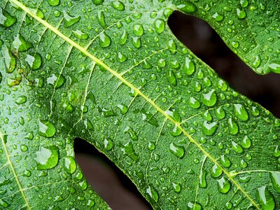 Green droplets drop photo