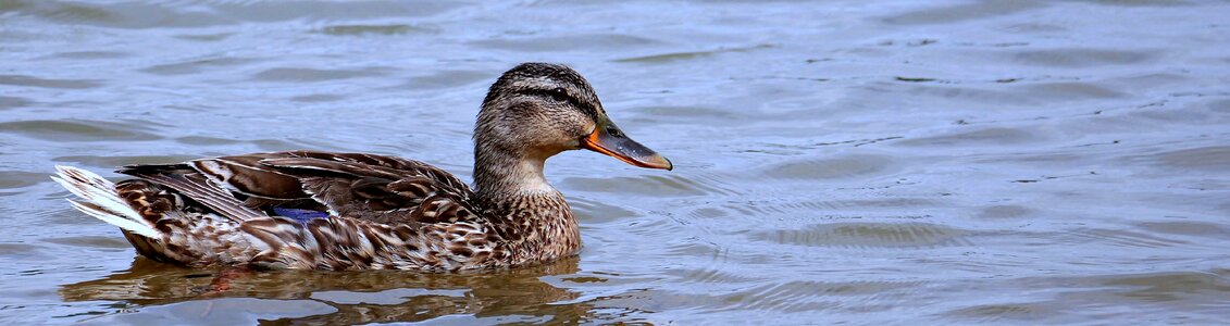 Bird animal water bird