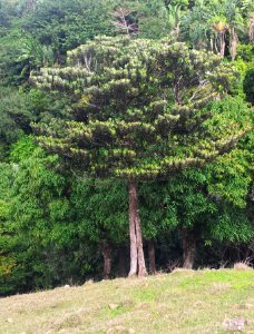 Bois de Natte a Grandes Feuilles - Labourdonnaisia glauca - Ferney Reserve 1