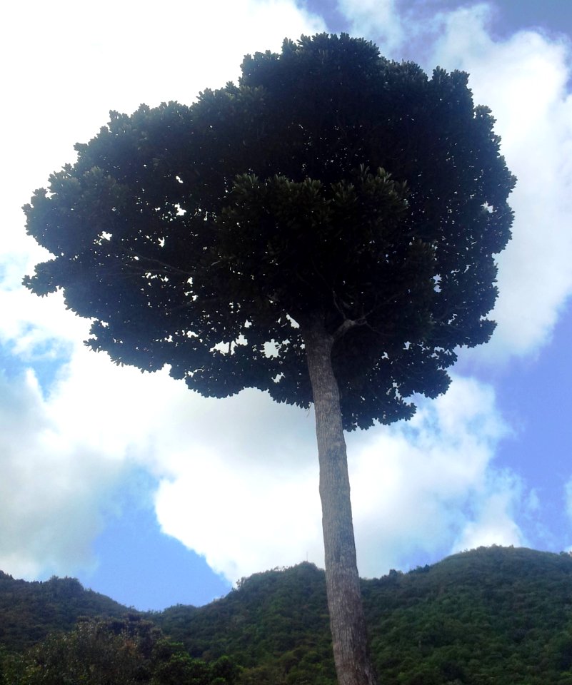Bois de Natte a Grandes Feuilles - Labourdonnaisia glauca - Ferney Reserve 2